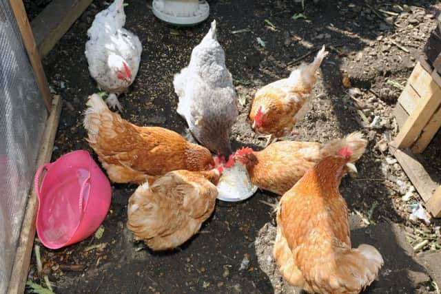 Avian flu warning for poultry owners