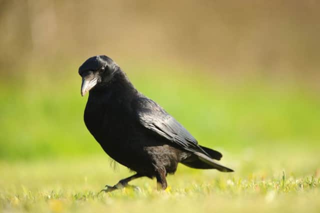 Carrion crows are part of the corvid family. PICTURE Amy Lewis for HIWWT