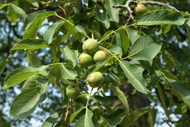 Juglandaceae: Juglans regia - a walnut tree