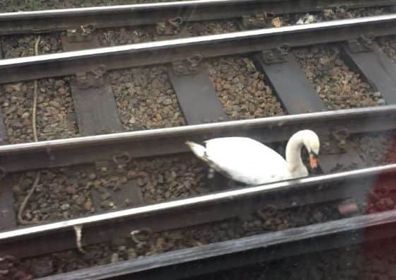 The swan sitting on the tracks. Credit: Sinéad i Sasana/Twitter