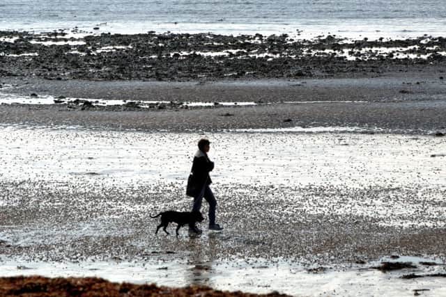 Dogs would be banned from beaches in Gosport borough if a new order is passed