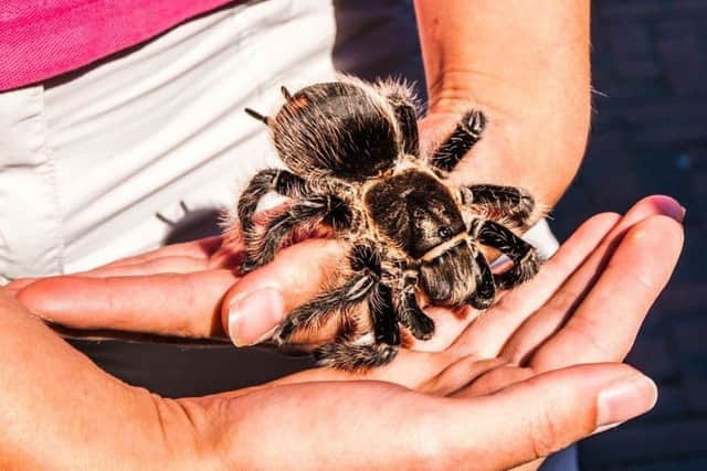 A loving, friendly tarantula