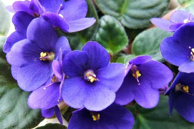 African violets look great in an aquarium. Remove fish first.