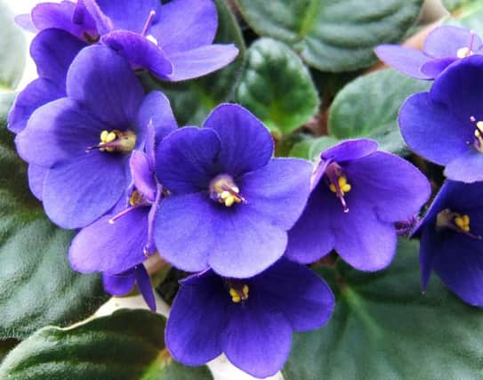 African violets look great in an aquarium. Remove fish first.