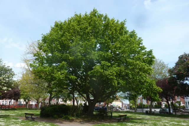Beautiful trees in Waverley Road park, Southsea, cared for by tree wardens