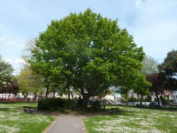 Beautiful trees in Waverley Road park, Southsea, cared for by tree wardens