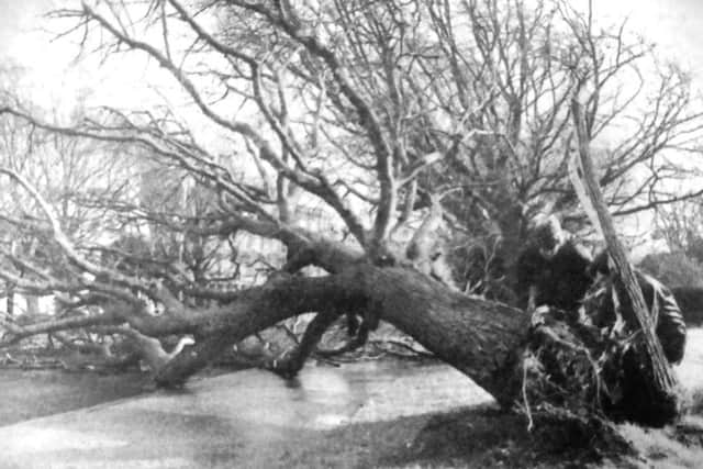 A 40ft tree which was felled by a raging gust of wind stopped all traffic in Duisberg Way, Southsea (5526-1)