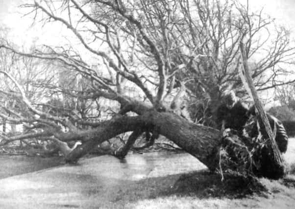 A 40ft tree which was felled by a raging gust of wind stopped all traffic in Duisberg Way, Southsea (5526-1)
