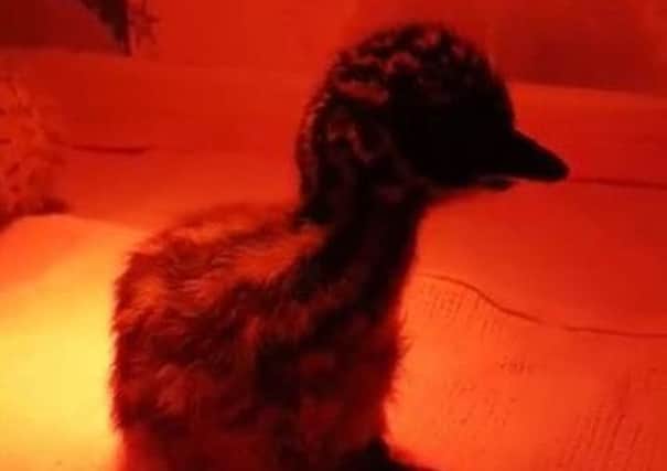 Kevin the emu chick. Credit: Charlotte Harrison/YouTube