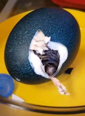 Kevin the emu chick hatching from his egg. Credit: Charlotte Harrison/YouTube