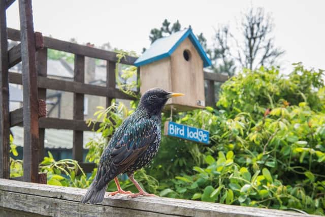 Join the RSPB's annual Big Gardens Birdwatch