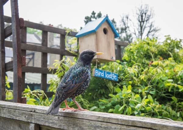 Join the RSPB's annual Big Gardens Birdwatch