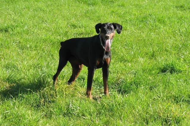 File image of a young Doberman