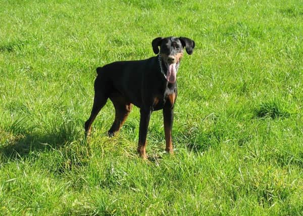 File image of a young Doberman