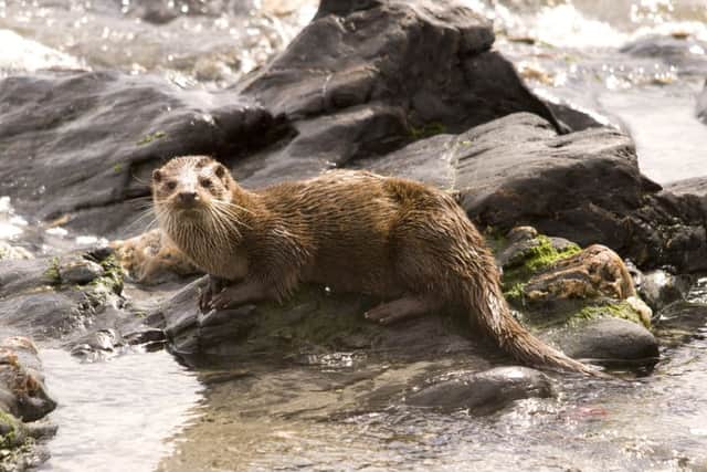 Otters are now back in rivers in every county thanks to conservation work PICTURE HIWWT / Amy Lewis