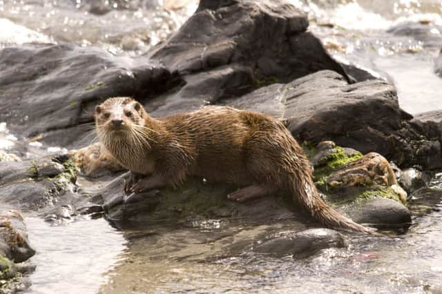 Otters are now back in rivers in every county thanks to conservation work 	            PICTURE HIWWT / Amy Lewis
