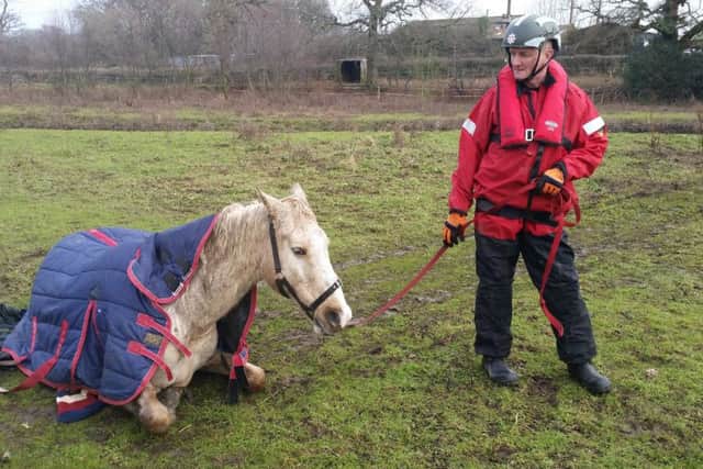 The horse safe and well after the rescue