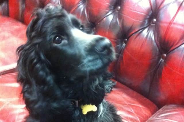 Bertie from Southsea shop All About Tea