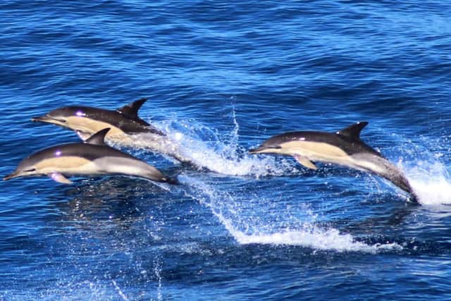 Common dolphins
