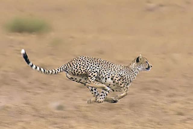 In my prime, I could easily outpace one of these creatures. Probably... (Wiki Commons: labeled for reuse)