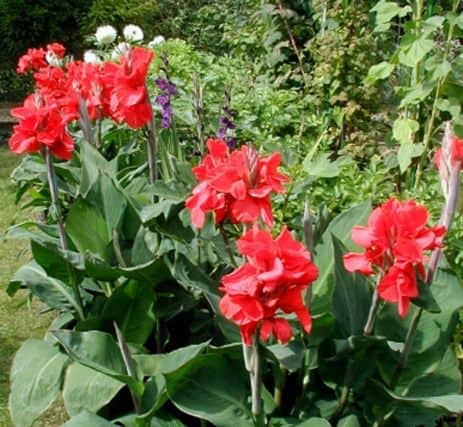 Add a continental touch to a sunny border with cannas