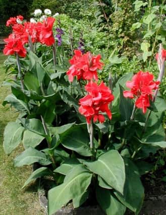 Add a continental touch to a sunny border with cannas