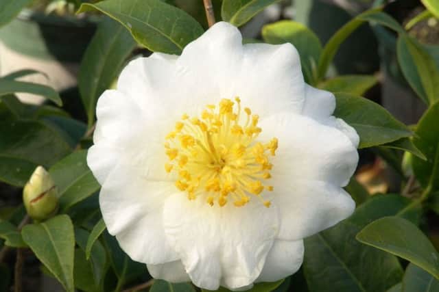 One of horticulture's beauties - a white camellia