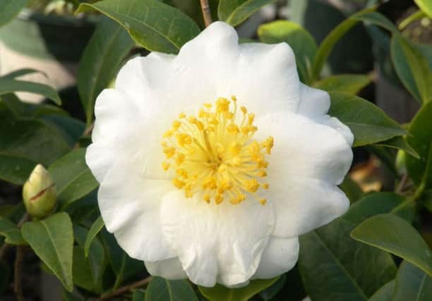 One of horticulture's beauties - a white camellia