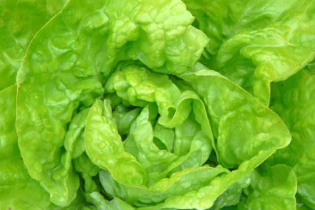 Lettuce is in high demand