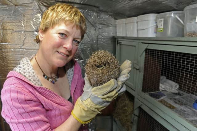 Jules Jordan runs the Hayling Island Hedgehog Rescue from her 'hoggy hospital' at home. Picture: Ian Hargreaves (170154-05)