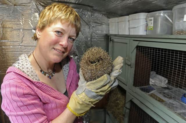 Jules Jordan runs the Hayling Island Hedgehog Rescue from her 'hoggy hospital' at home.
Picture: Ian Hargreaves (170154-05)
