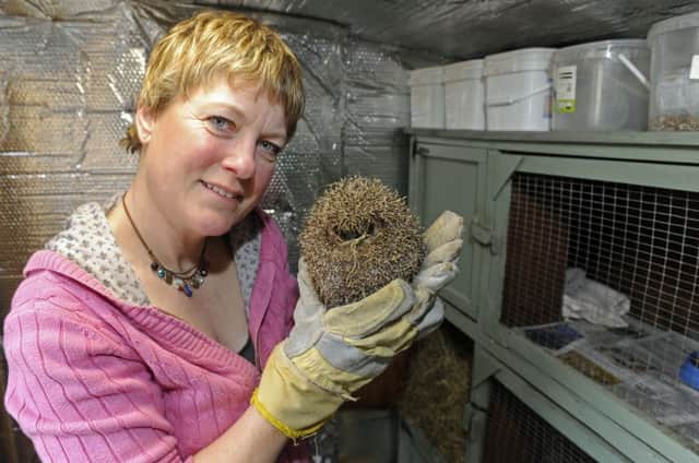 Jules Jordan runs the Hayling Island Hedgehog Rescue from her 'hoggy hospital' at home. 
Picture: Ian Hargreaves (170154-05)