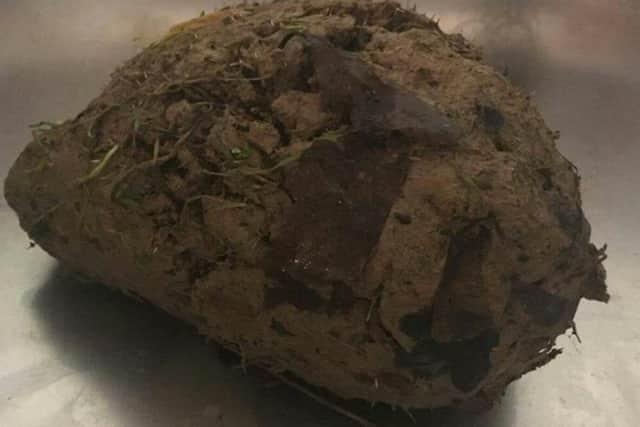The hedgehog was stuck in mud after being rolled around by a dog. Picture contributed. eIJ_gt6ZZqzMLZZ3X2kO