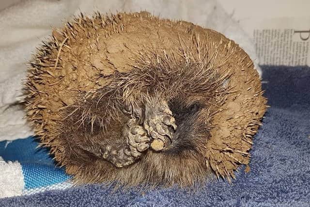The hedgehog was stuck in mud after being rolled around by a dog. Picture contributed. 3nKUZyBNlwLM8brug4RB