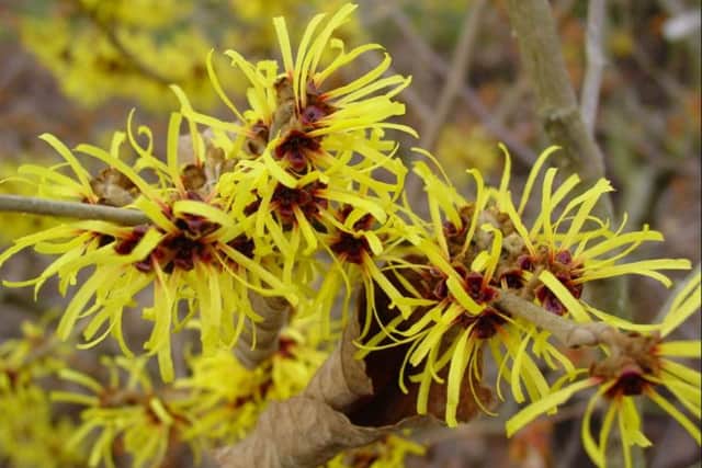 Hamamellis mollis Chinese witchhazel