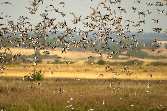 Springtime is the prime mating season for most birds