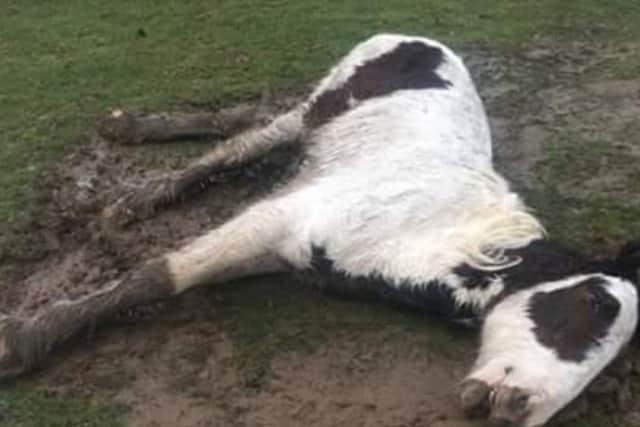 The pony lying in the field Picture: Chloe Harrison