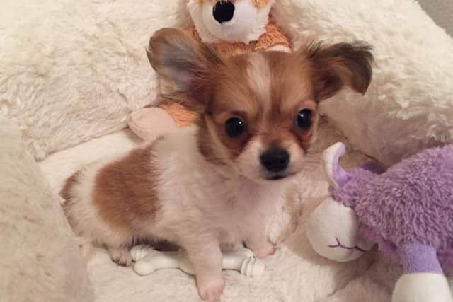 Poppy the chihuahua cross puppy was found dumped in a field in Hampshire but is now back to full health