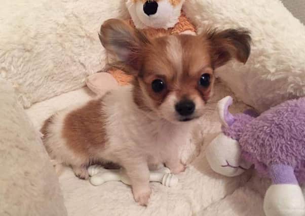 Poppy the chihuahua cross puppy was found dumped in a field in Hampshire but is now back to full health