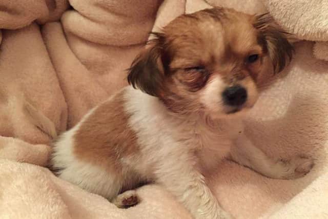 Poppy just after she was found