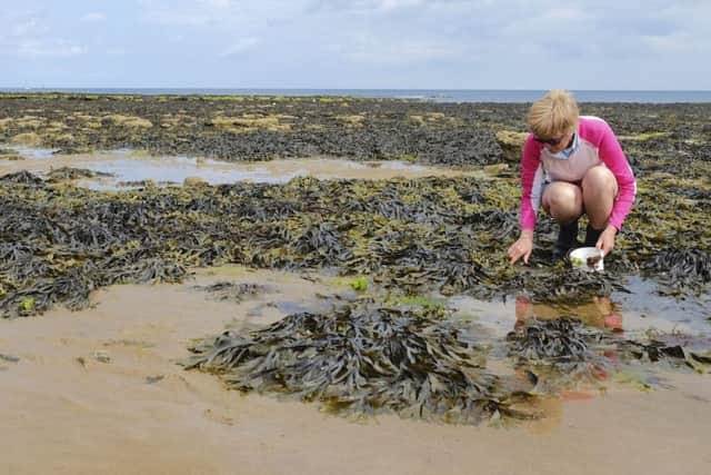 Seaweed - free from any public beach