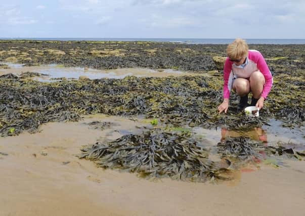 Seaweed - free from any public beach