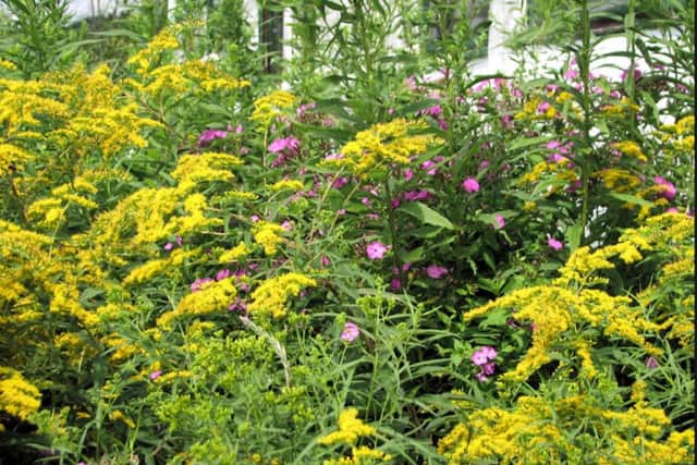 It's a big job, but replanting an herbaceous border should be done every three years.