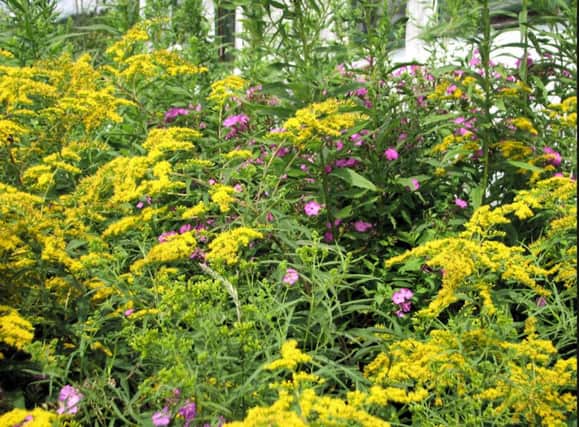 It's a big job, but replanting an herbaceous border should be done every three years.