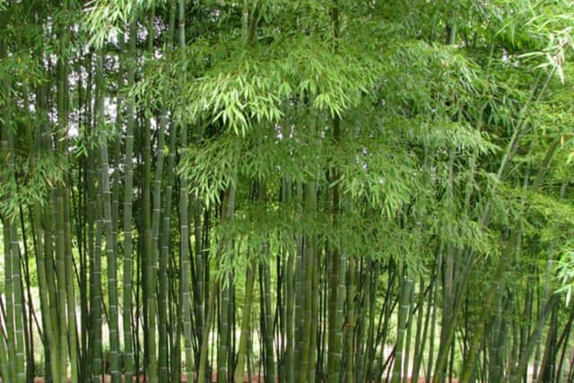 Getting rid of bamboo needs lots of patience.