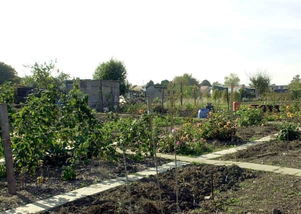 The Middlecroft allotments  in Gosport