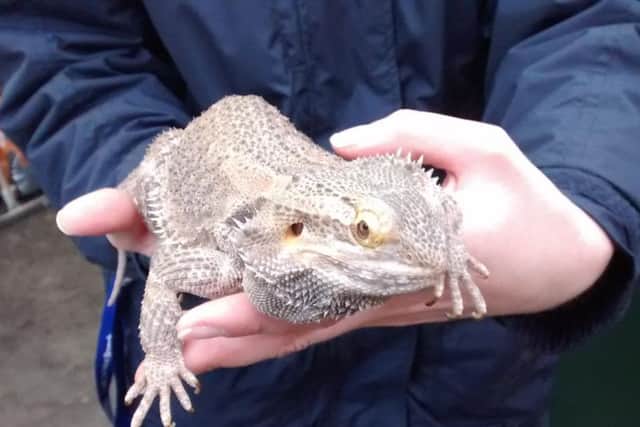 The bearded dragon found dumped in a bag in Albert Street, Gosport, on Monday, February 13. Picture: RSPCA