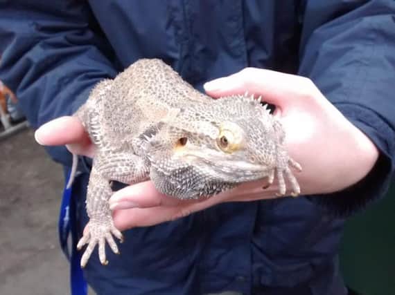 The bearded dragon found dumped in a bag in Albert Street, Gosport, on Monday, February 13. Picture: RSPCA