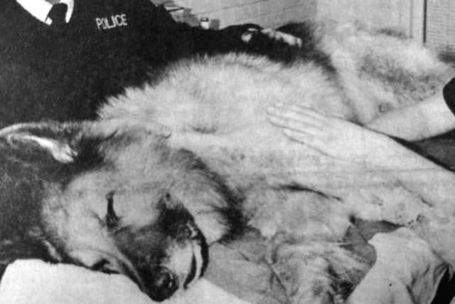 According to handler PC Mike Chapman, 40, his dog, Storm, pictured, was only doing his job (B1375-1)