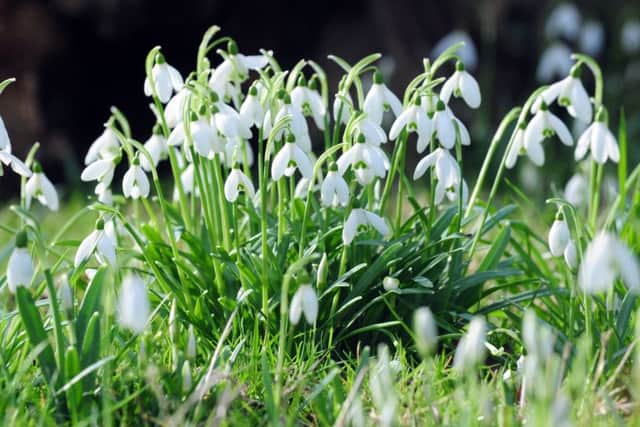 The arrival of snowdrops means that spring is on the way, but forecasters say the end of the week will turn chilly again